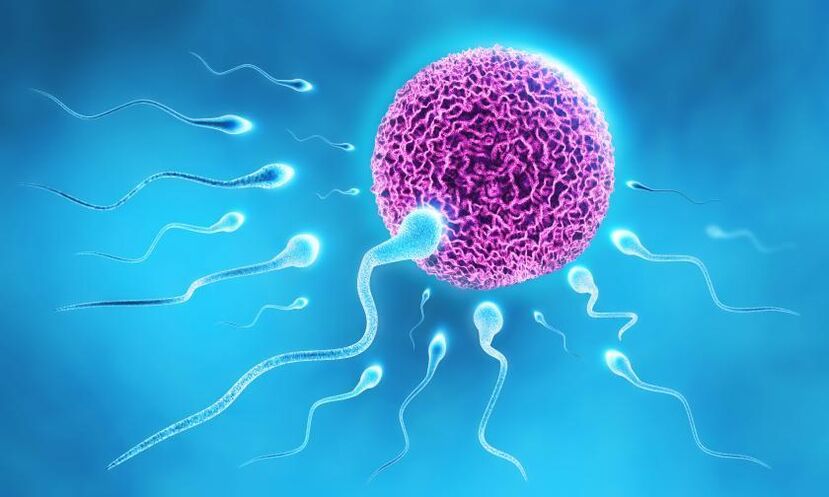 sperm in the composition of the lubricant in men