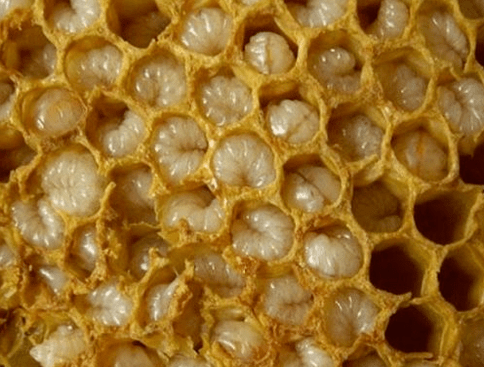 Beekeeping
