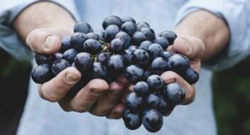 Grapes help strengthen erections